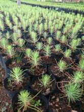 Pine nursery