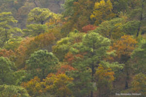 Golden-cheeked Warbler wintering habitat