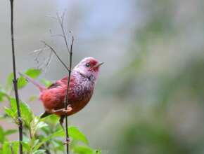 Pink-headed Warbler. Birding Chiapas-Guillermo RZ