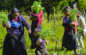 Planting trees for people and birds