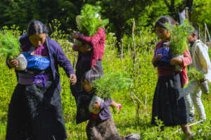 Planting trees for people and birds
