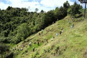 Planting in deforested areas
