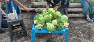 Food for families from the Garden Project!