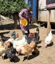 Faith feeds her chickens