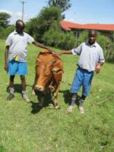Students learn cow rearing at school
