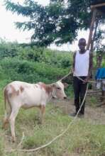 Jeremiah takes ownership of his cow