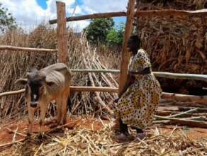 Mary with her new cow