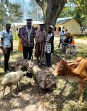 School-leaver Stephen with his cow