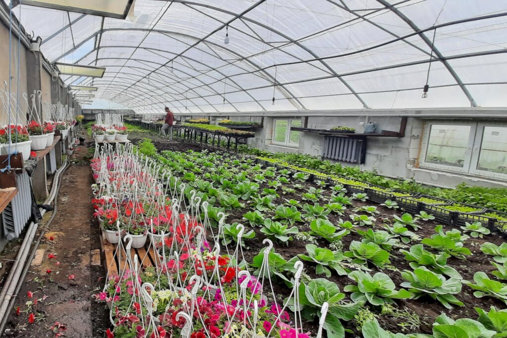 In the greenhouse
