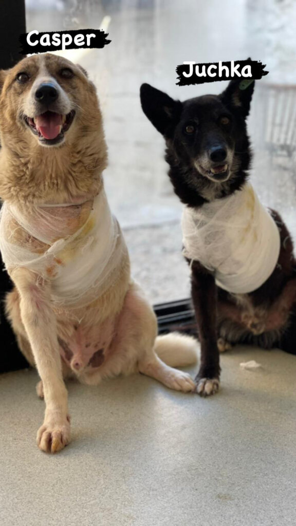Help Casper & Friends Fly to Canada