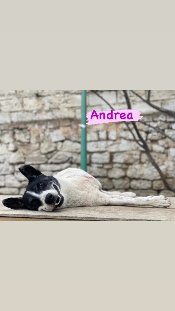 Help Casper & Friends Fly to Canada