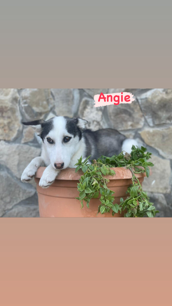 Help Casper & Friends Fly to Canada