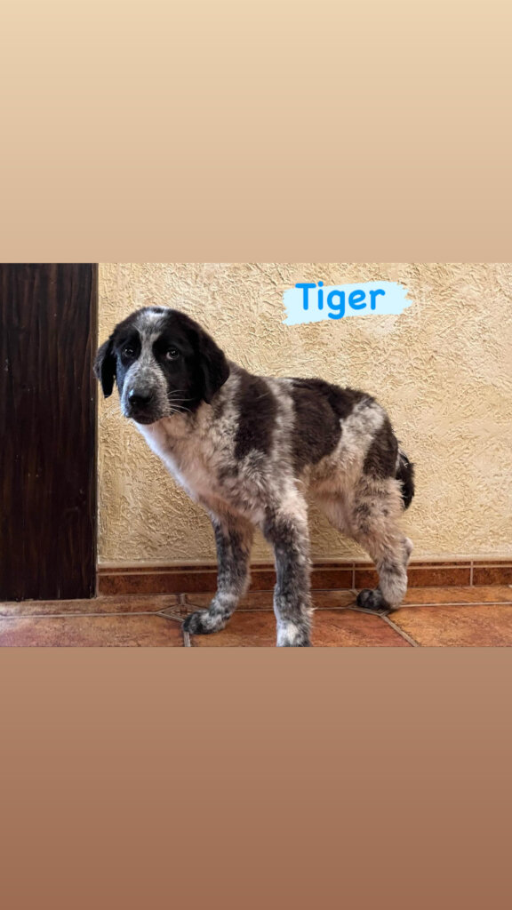 Help Casper & Friends Fly to Canada