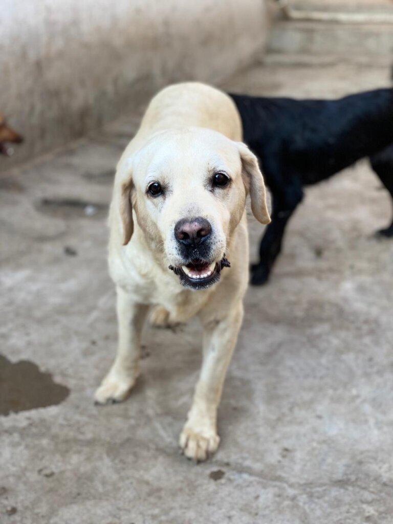 Help Casper & Friends Fly to Canada