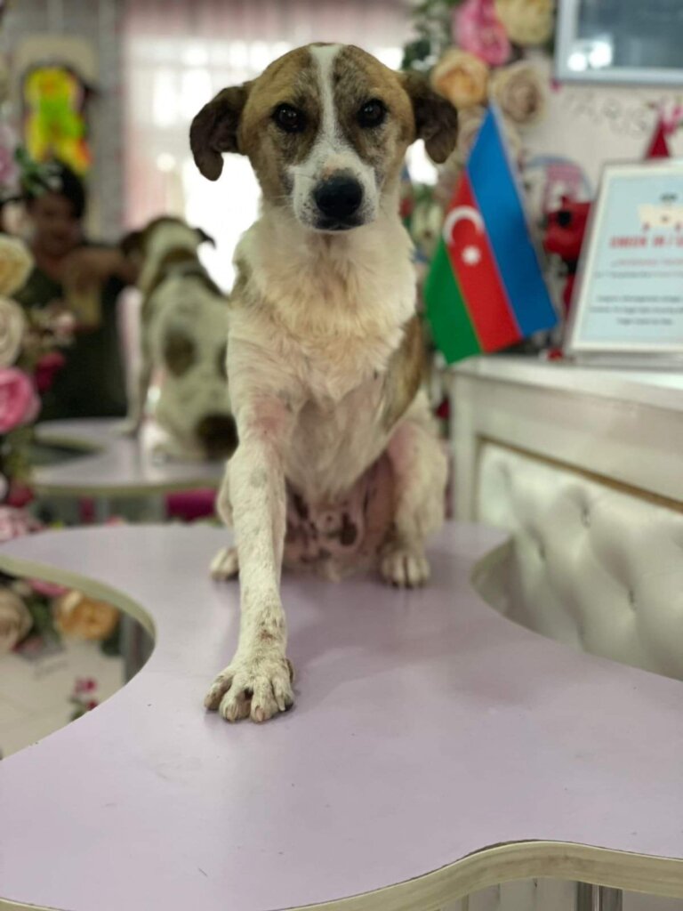 Help Casper & Friends Fly to Canada