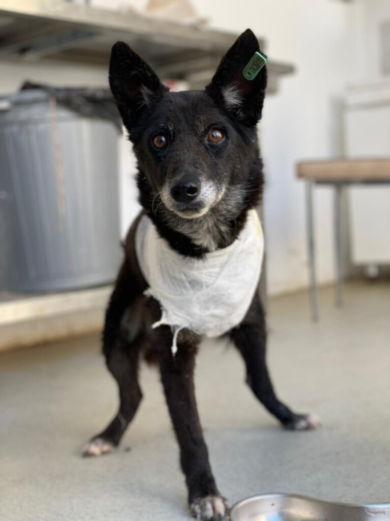Help Casper & Friends Fly to Canada