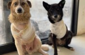 Help Casper & Friends Fly to Canada