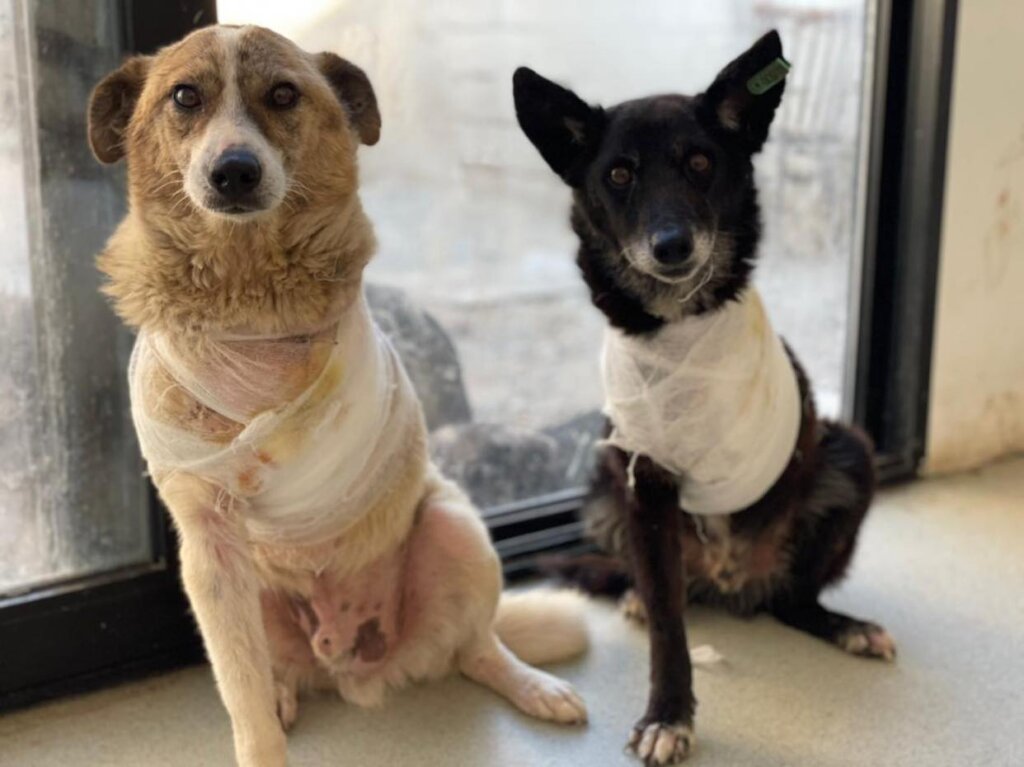 Help Casper & Friends Fly to Canada