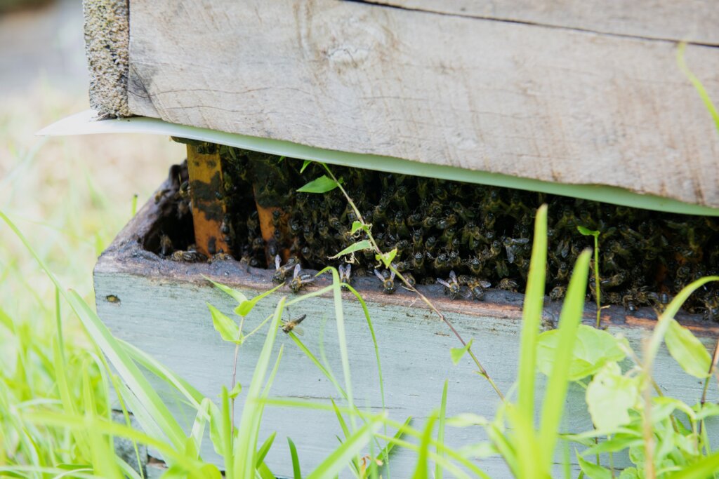Vatambe Hive Bees
