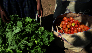 Vegetable Harvest in Tsagnoriha