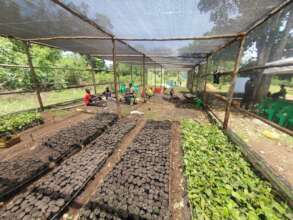 Young people training in coffee nursery.