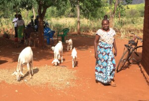 Goat-keeping provides an income even in dry areas