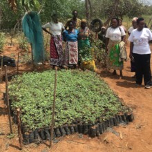 A disability group's tree nursery