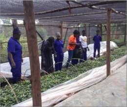 Young people have been trained to grow coffee.