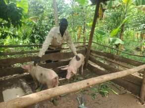 Pigs provide income and manure in Uganda