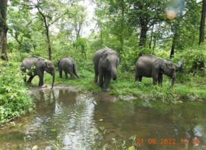 At Manas National Park: Radio collared calves