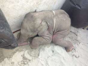 Elephant calf at temporary shelter before reunion