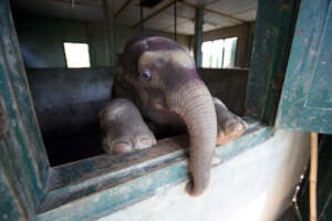 An elephant calf undergoing rehabilitation at CWRC