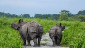 Rhino rehab-Jamuna with her 2nd calf in the wild