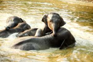 Fun times: Jumbo bath!