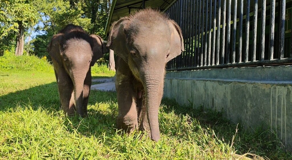 Help save orphaned elephant babies in India