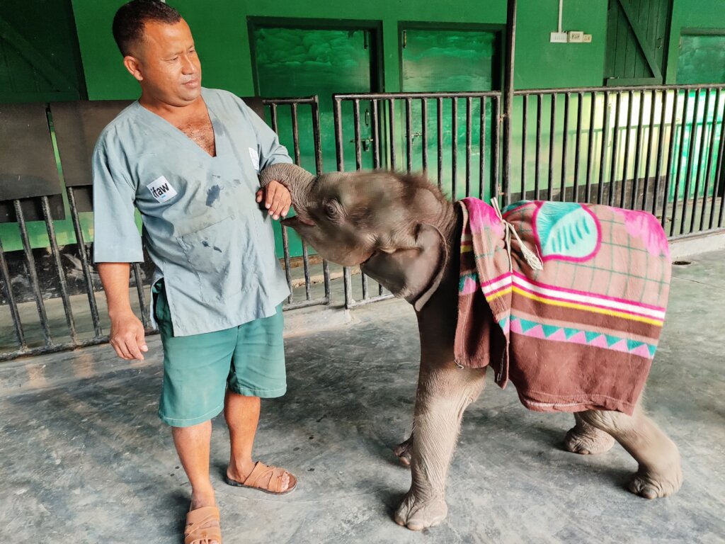 Help save orphaned elephant babies in India