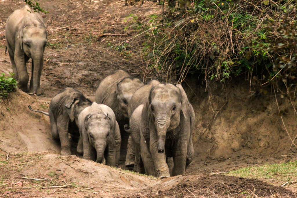 Help save orphaned elephant babies in India