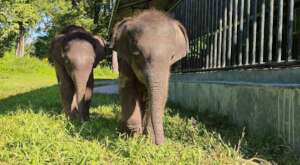 Baby Dhola makes friends with baby Sadiya at CWRC