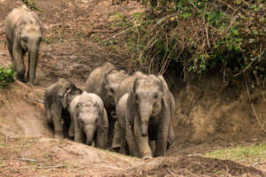 Other elephant calves at their foster home - CWRC