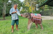 Help rehabilitate 9 elephant babies in India