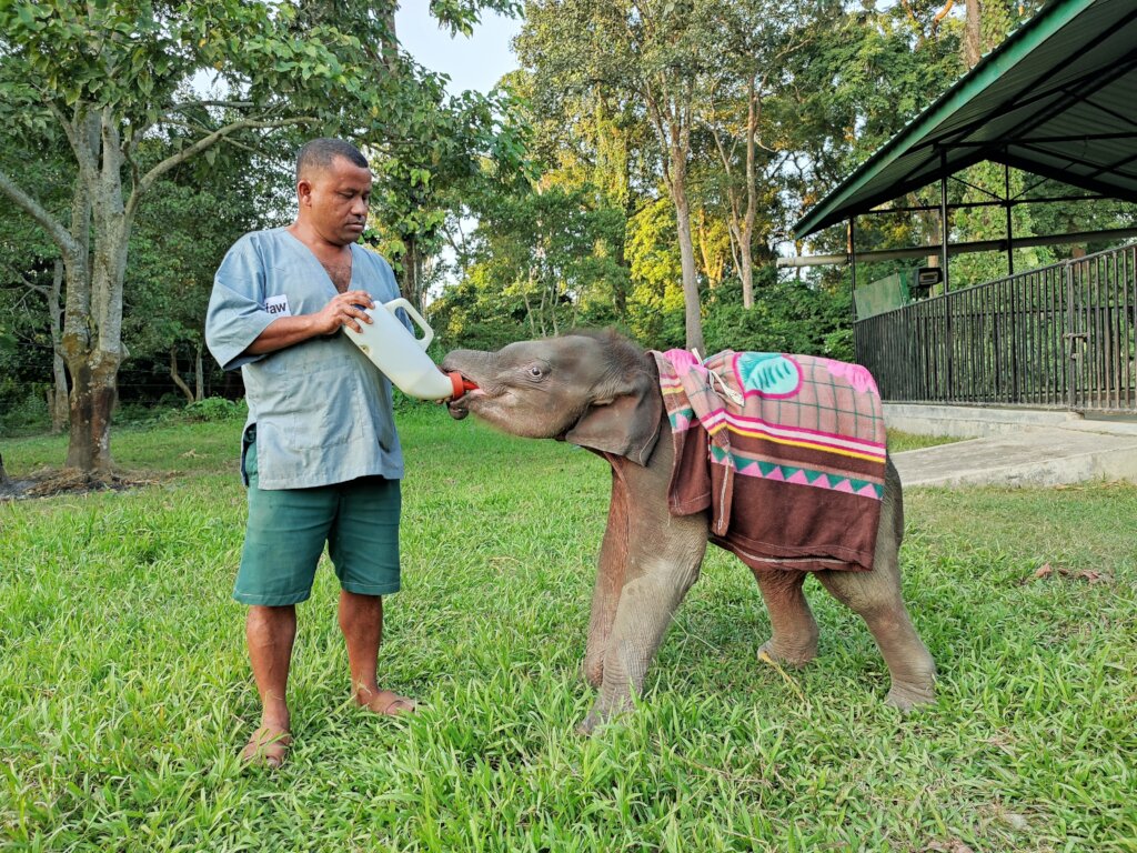 Help rehabilitate 9 elephant babies in India