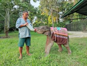 Help rehabilitate 9 elephant babies in India