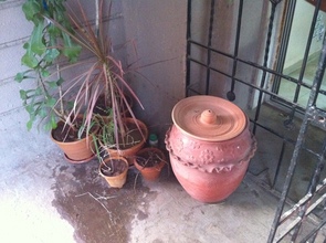 After 2 weeks, we'll have our first plant soil!