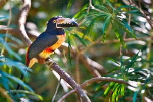 Released collared aracari