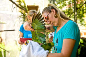 Pre-release veterinary health checks