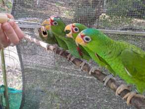 White-fronted Amazon chicks being fed