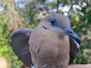 White-wing dove fledgling
