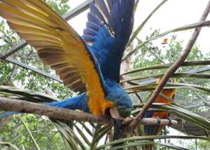Bella & Kat - two of our sanctuary parrots