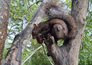 Yucatan Squirrel on soft-release at BBR