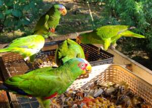 Released white-fronted Amazons